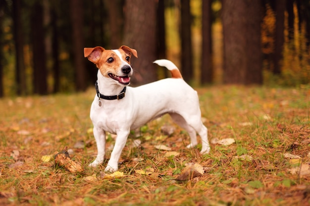 Jack russell dans la forêt d'automne