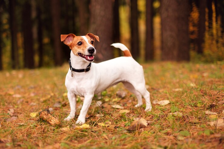 Photo jack russell dans la forêt d'automne