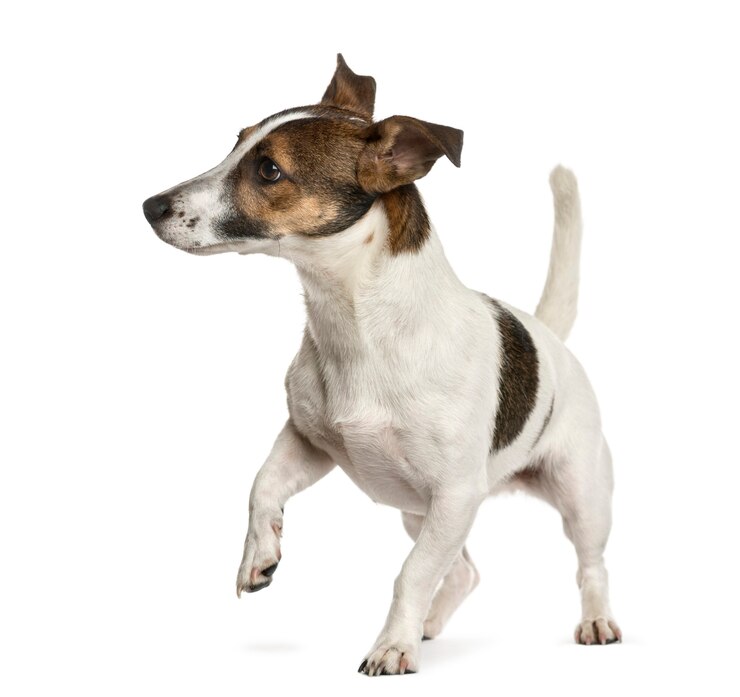 Photo jack russell devant un mur blanc