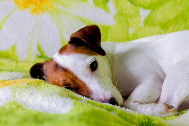 Le Jack Russell est un spectacle triste et triste