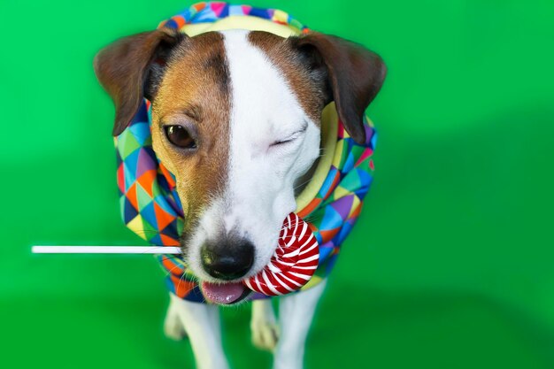 Jack Russell avec Lollipop sur fond vert