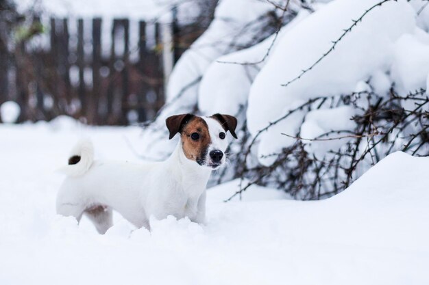 Jack Russell marchant dans le parc enneigé