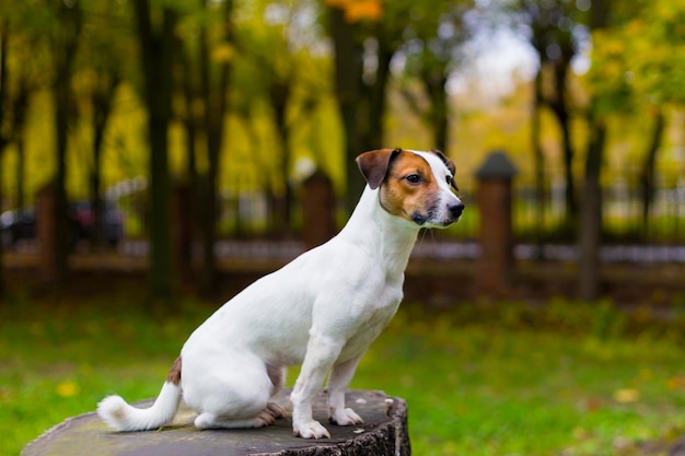 Le Jack Russell nature automne