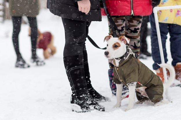 Jack Russell pour une promenade en hiver