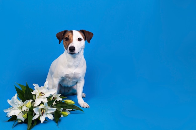 Jack Russell sur une surface bleue avec des fleurs