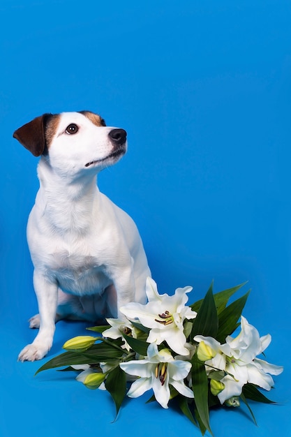 Jack Russell sur une surface bleue avec des fleurs