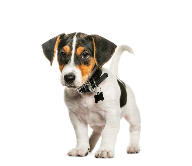 Jack Russell Terrier, 2 mois, devant une surface blanche