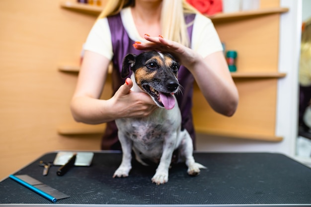 Jack Russell Terrier au salon de toilettage.