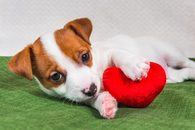 Jack Russell Terrier chien chiot avec coeur rouge