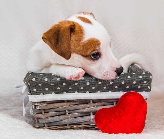 Jack Russell Terrier chien chiot avec coeur rouge