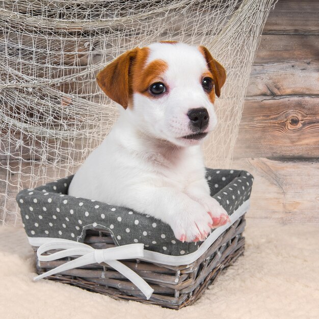 Jack Russell Terrier chien chiot dans le panier