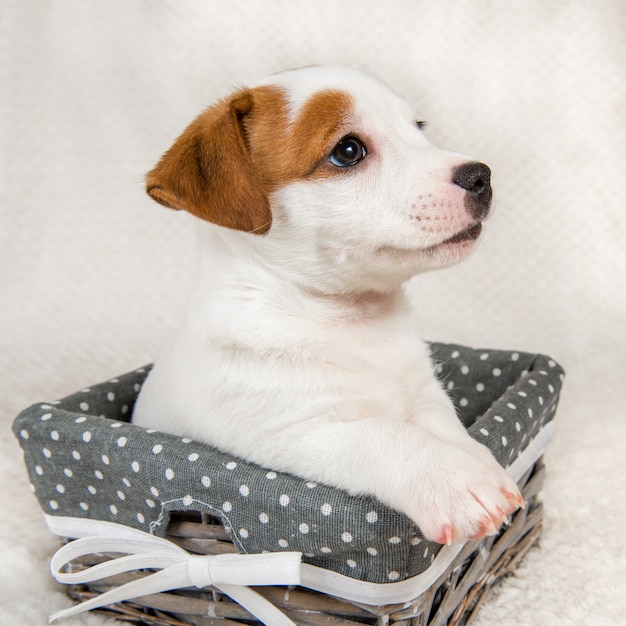 Jack Russell Terrier chien chiot dans le panier