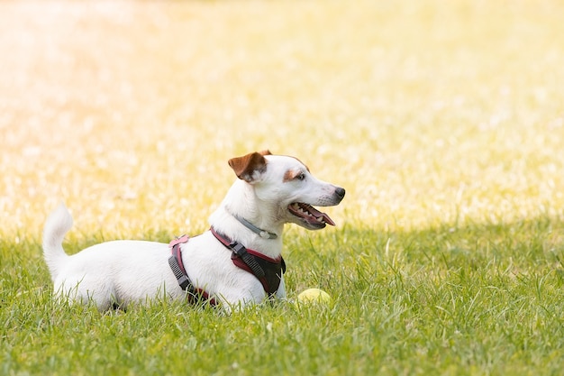 Jack Russell Terrier chien dans le parc sur l'herbe meadow