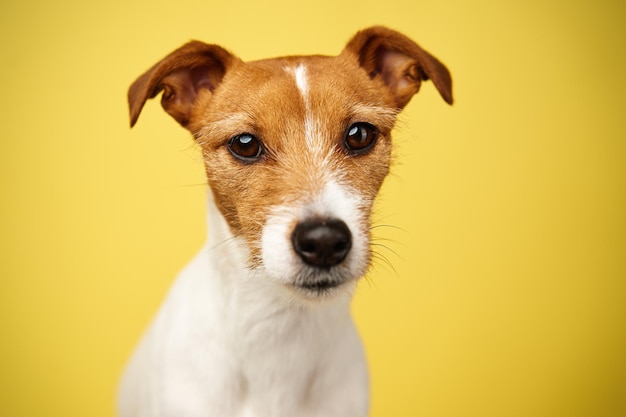 Photo jack russell terrier chien sur fond jaune animal drôle