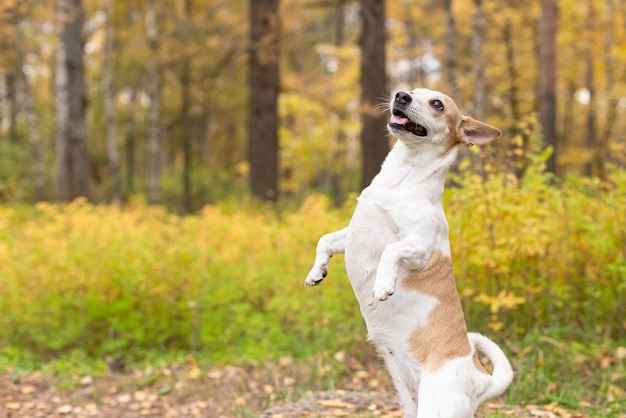 Jack Russell terrier Un chien pur-sang dans un parc naturel Animaux domestiques