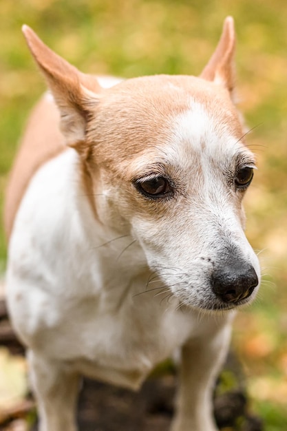 Jack Russell terrier Un chien pur-sang dans un parc naturel Animaux Portrait