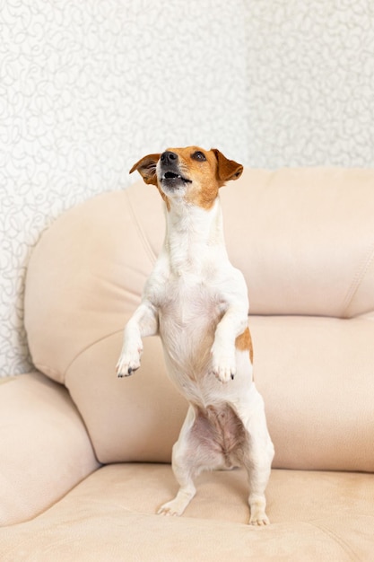 Jack Russell terrier Un chien pur-sang se dresse sur ses pattes arrière Thèmes animaux