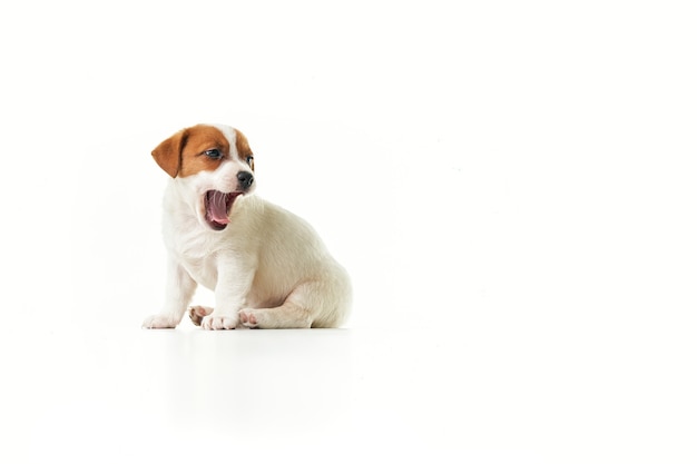 Jack Russell Terrier chiot assis bâillant et regardant vers la droite