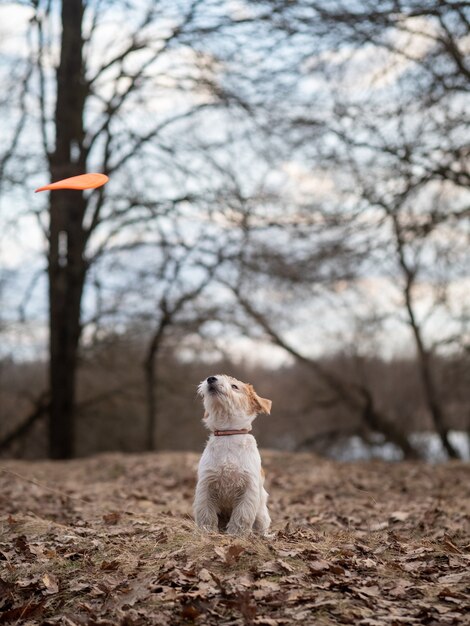 Jack Russell Terrier chiot attrape un frisbee dans la forêt