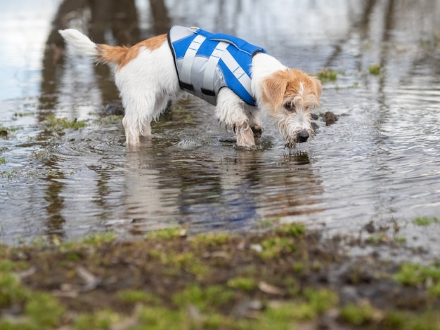 Jack Russell Terrier Chiot Dans Un Gilet De Sauvetage Bleu Marche Sur L'eau.