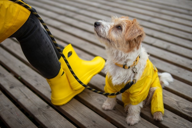 Jack russell terrier chiot dans un imperméable jaune se trouve aux pieds de la jeune fille