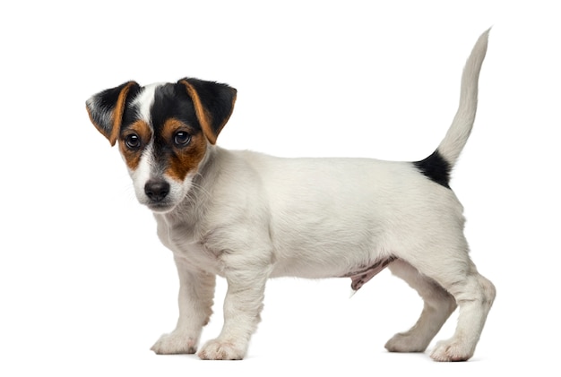 Photo jack russell terrier chiot devant un mur blanc