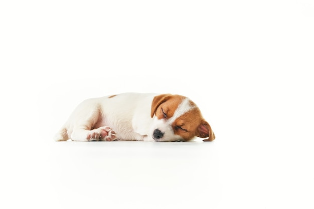 Jack Russell Terrier chiot dormir