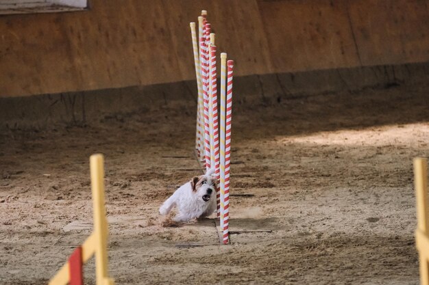 Jack Russell terrier Concours d'agilité sports avec chien Futur gagnant et champion