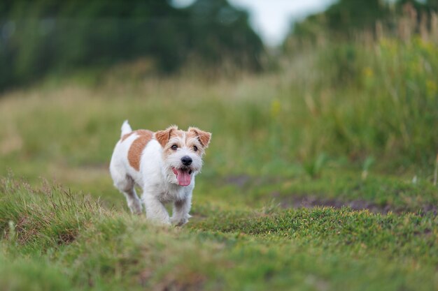 Le Jack Russell Terrier court sur le champ de Green Spring