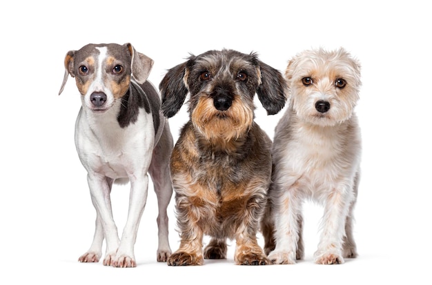 Jack Russell Terrier Dachshund et Mongrel isolés sur le blanc