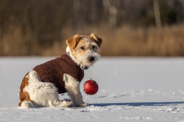 Jack Russell Terrier dans un chandail tricoté marron tient une balle rouge jouet dans sa bouche Chien dans la neige sur fond de forêt