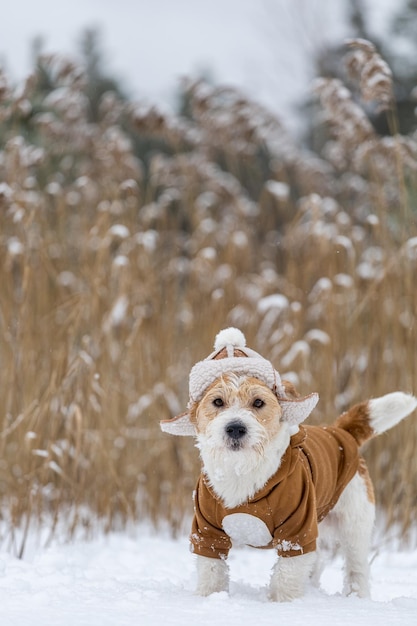 Jack Russell Terrier dans un chapeau avec oreillettes et une veste marron se dresse dans un bosquet de roseaux en hiver Snowing Blur pour inscription