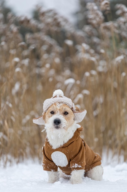 Jack Russell Terrier dans un chapeau avec oreillettes et une veste marron se trouve dans un bosquet de roseaux en hiver Snowing Blur pour inscription