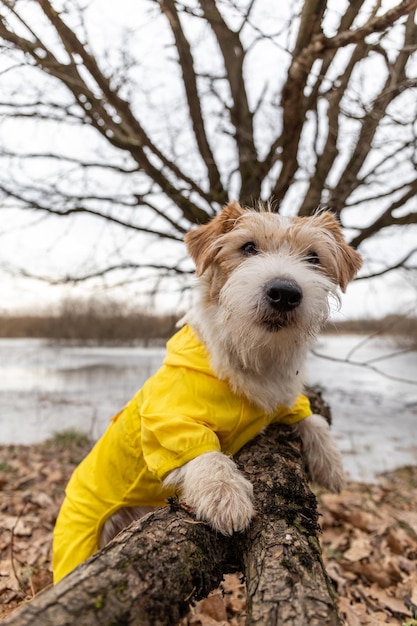 Jack Russell Terrier dans un imperméable jaune pour une promenade Le chien se tient dans le parc près de l'arbre sur fond de lac Temps sale de printemps