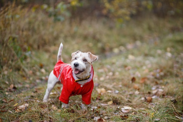 Jack Russell Terrier dans un imperméable jaune se promène dans le parc d'automne Chien marchant dans les feuilles d'automne