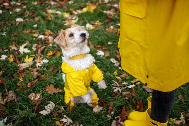 Jack russell terrier dans un imperméable jaune se tient devant une fille dans le parc