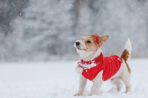 Jack Russell Terrier dans une veste rouge bonnet et écharpe se dresse dans la forêt Il y a une tempête de neige en arrière-plan Concept de Noël