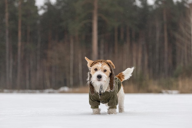 Jack Russell Terrier dans une veste verte et un chapeau avec des oreillettes Il neige Chien dans la forêt en hiver Arrière-plan pour l'inscription