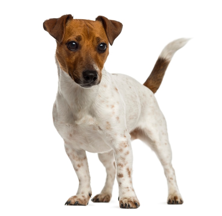 Photo jack russell terrier debout et à l'écart