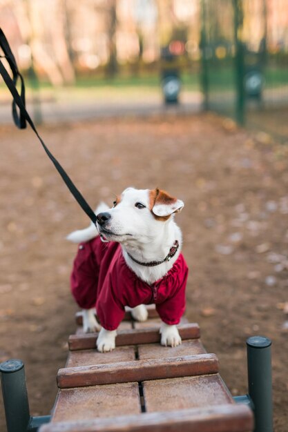 Jack russell terrier dressage de chiens à l'extérieur dans la zone du parc de la ville zone de promenade pour chiens fond vie pour animaux de compagnie