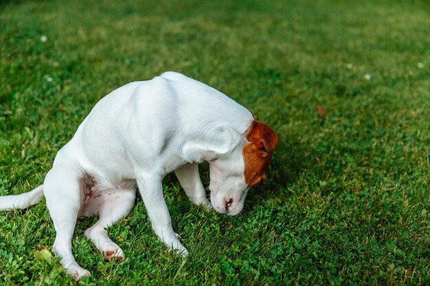 Jack Russell Terrier est assis sur l'herbe