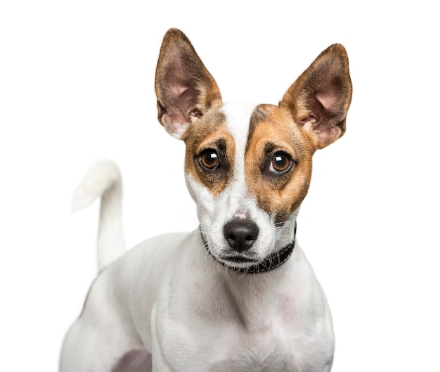 Jack Russell Terrier en face de fond blanc