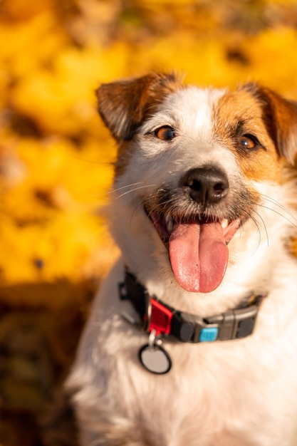 Jack russell terrier head close up portrait with smile