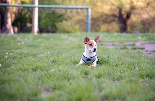Jack Russell Terrier sur l'herbe