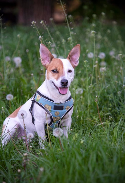 Jack Russell Terrier sur l'herbe