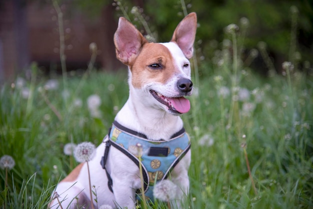 Jack Russell Terrier sur l'herbe