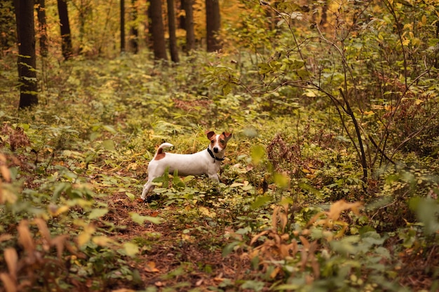 Jack russell terrier jouant dans la forêt d'automne