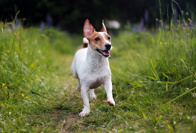 Jack Russell Terrier Jouant Dans L'herbe