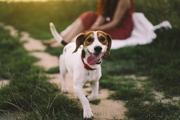 Jack Russell Terrier joue sur l'herbe libre Le concept d'animaux