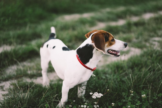 Jack Russell Terrier joue sur l'herbe libre Le concept d'animaux